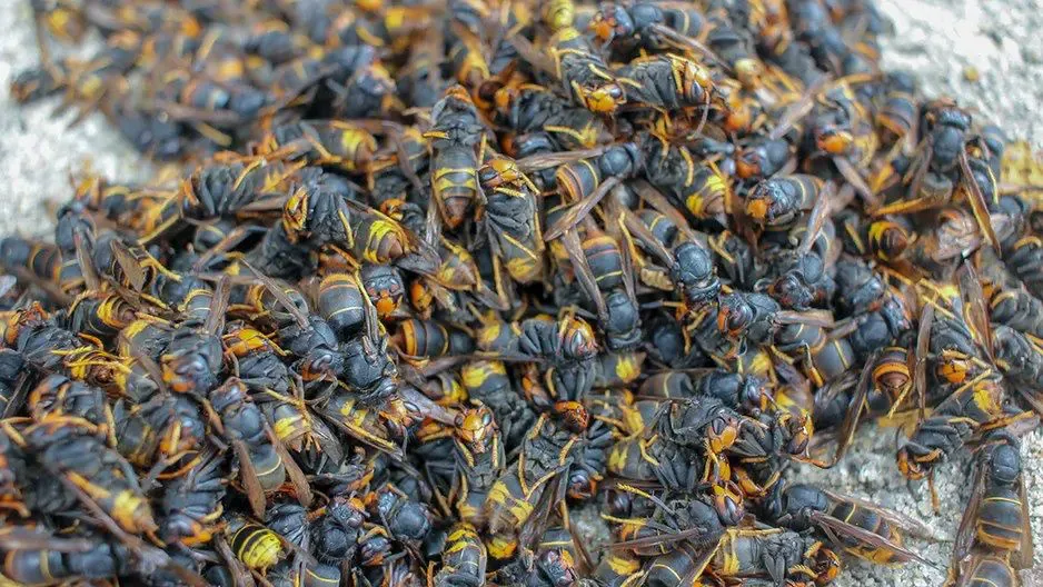 Ako sa zbaviť sršňov v záhrade a dome: Jednoduché a overené triky, ktoré fungujú okamžite