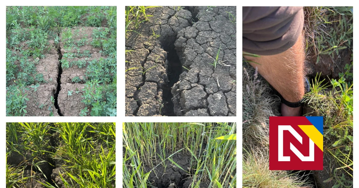 Farmári bojujú s extrémnym suchom. Štát im drahé krmivo nepreplatí